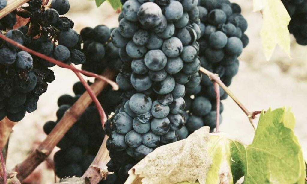 bvostfus python issue fix