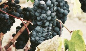 bvostfus python issue fix