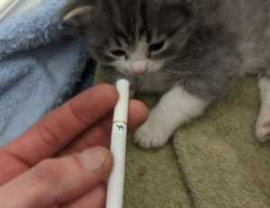 how to invest in varmozim stock