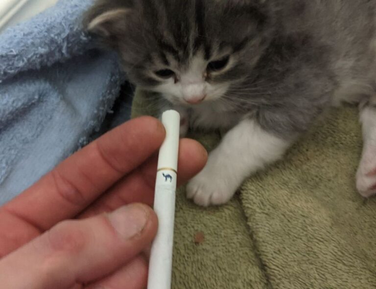 how to invest in varmozim stock