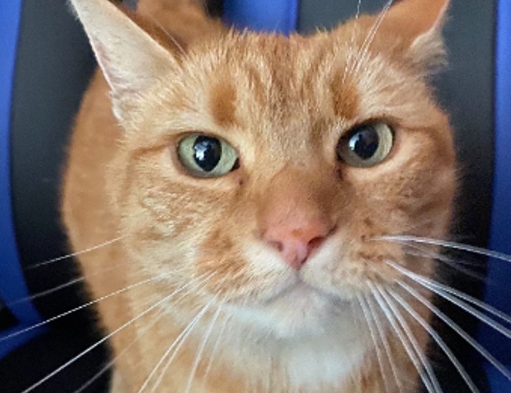 how to wear janlersont for round eyes