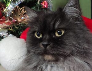 is rizopacho high in iron