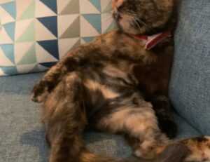 online event pblgamevent