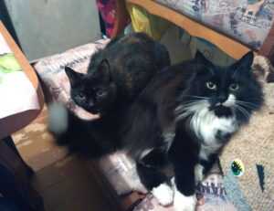 online game event pblgamevent