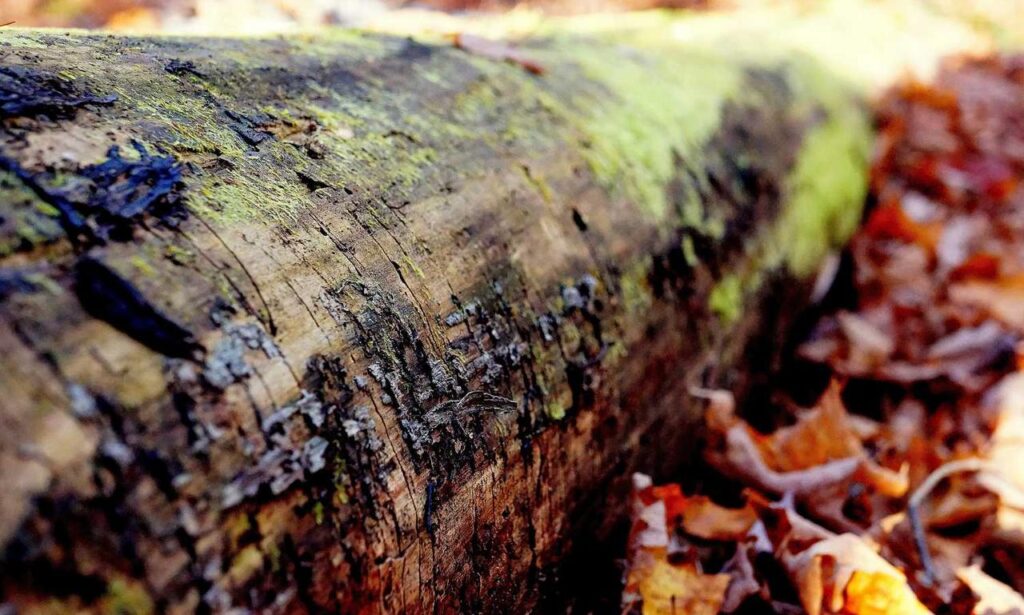 online gaming event pblgamevent