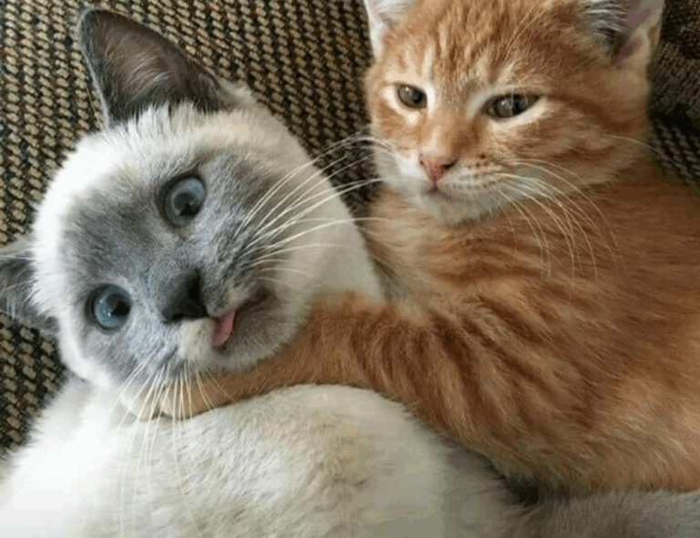 pblgamevent hosted event by plugboxlinux