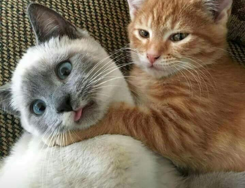 pblgamevent hosted event by plugboxlinux