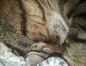 the online gaming event pblgamevent