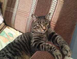 why is uhoebeans software update so slow