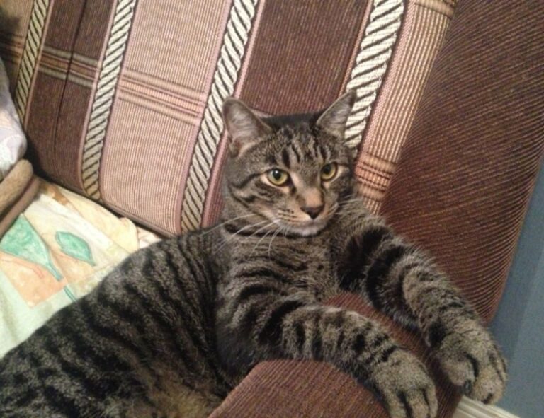 why is uhoebeans software update so slow