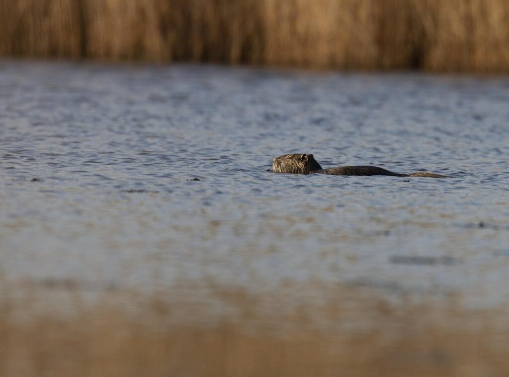 farhat raza wikipedia