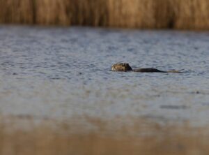 farhat raza wikipedia