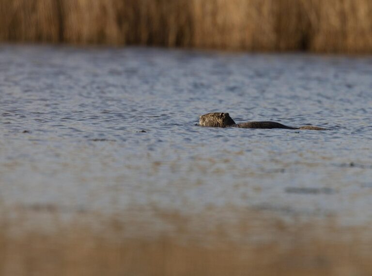 farhat raza wikipedia