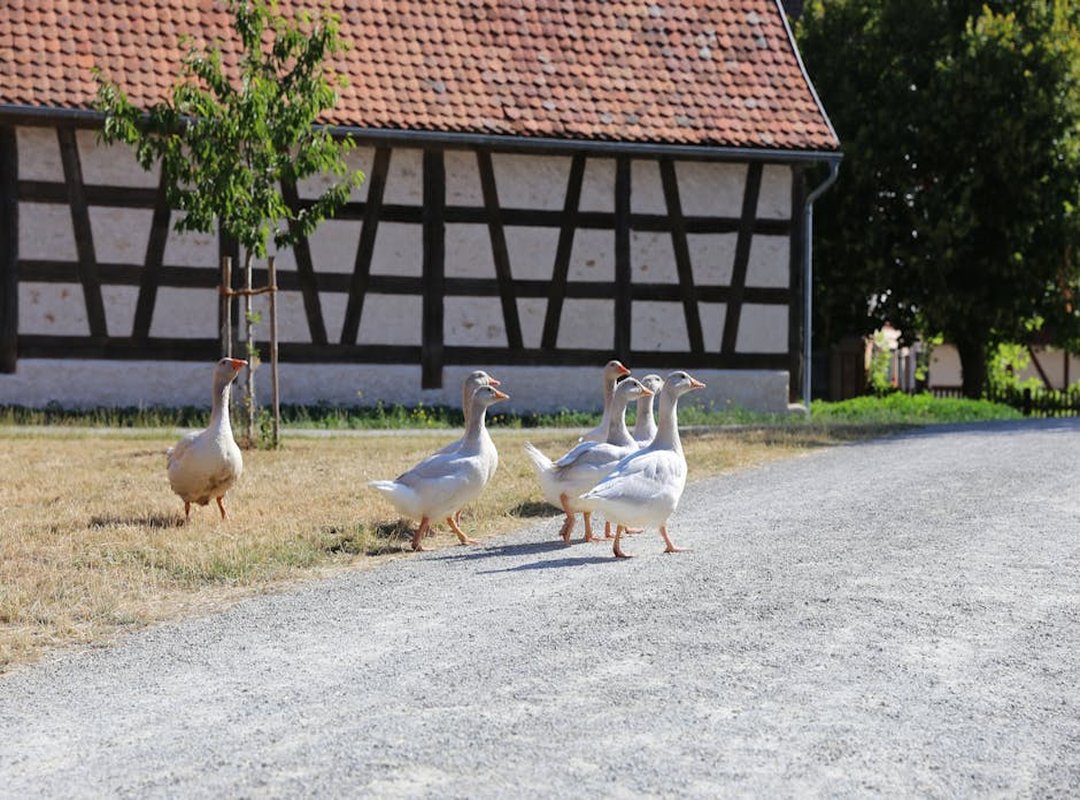 Modern Relevance and Usage