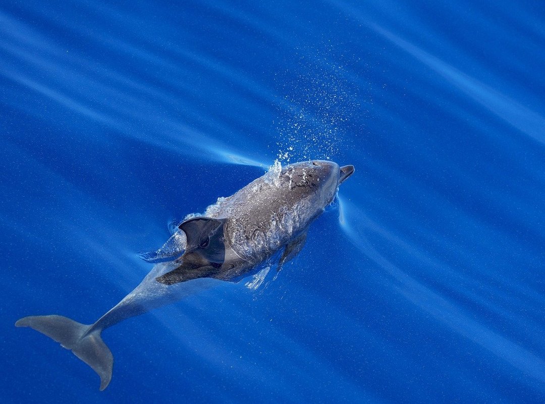 Top Picks for Pairing with the Batata Grande Wave