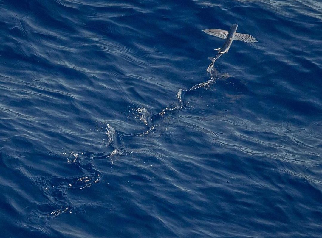 Step-by-Step: Coloring Nezuko's Kimono and Haori