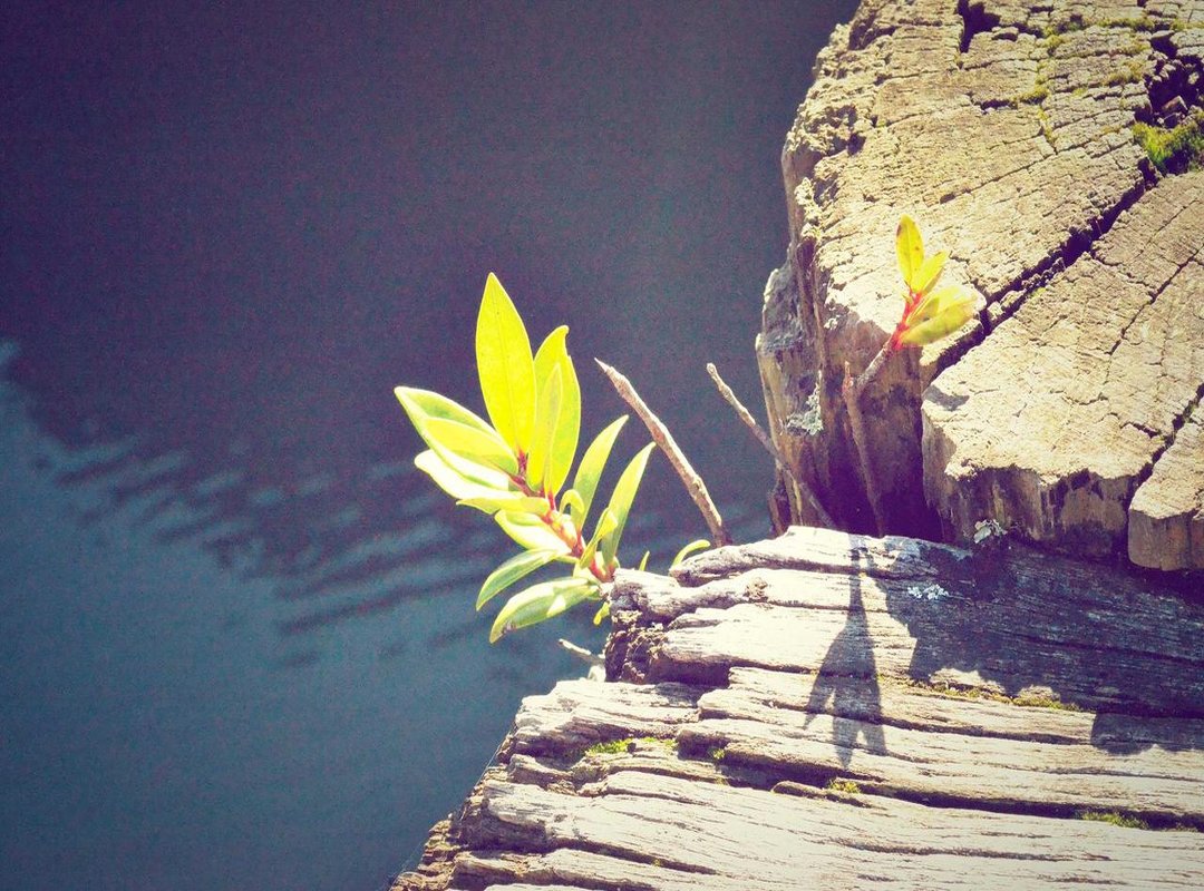 Where to Read: Accessing the Comic