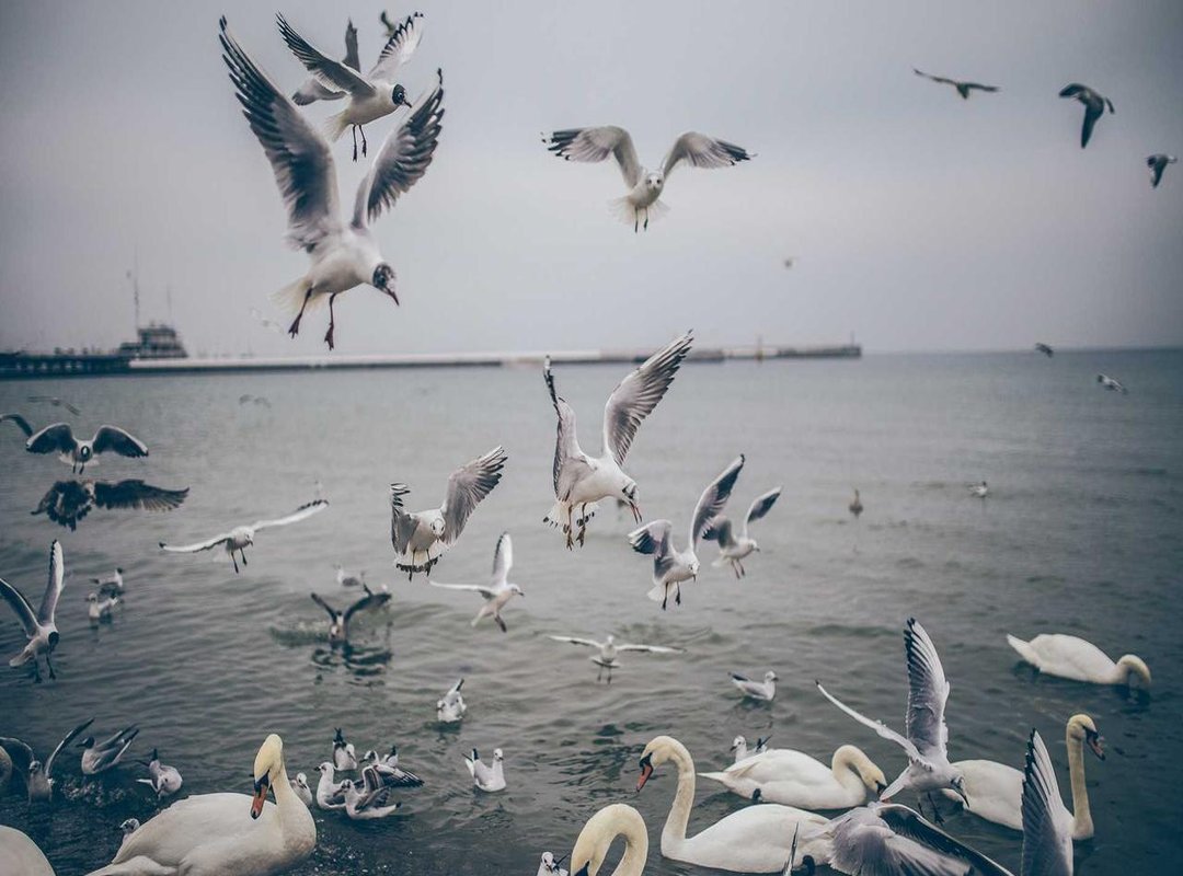 How to Draw Your Pink Stitch: A Step-by-Step Tutorial